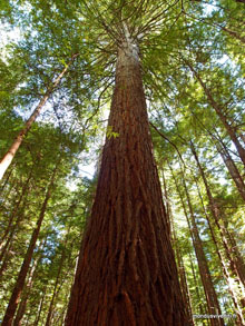 Redwood forest - Roturoa - Nouvelle Zélande